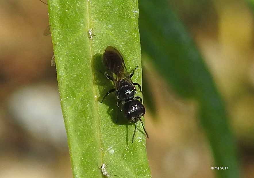 Pemphedron sp. (Crabronidae) e Hylaeus sp. (Apidae Colletinae)